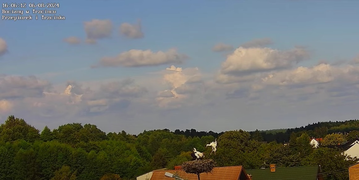 intruzwcalejokazalosci