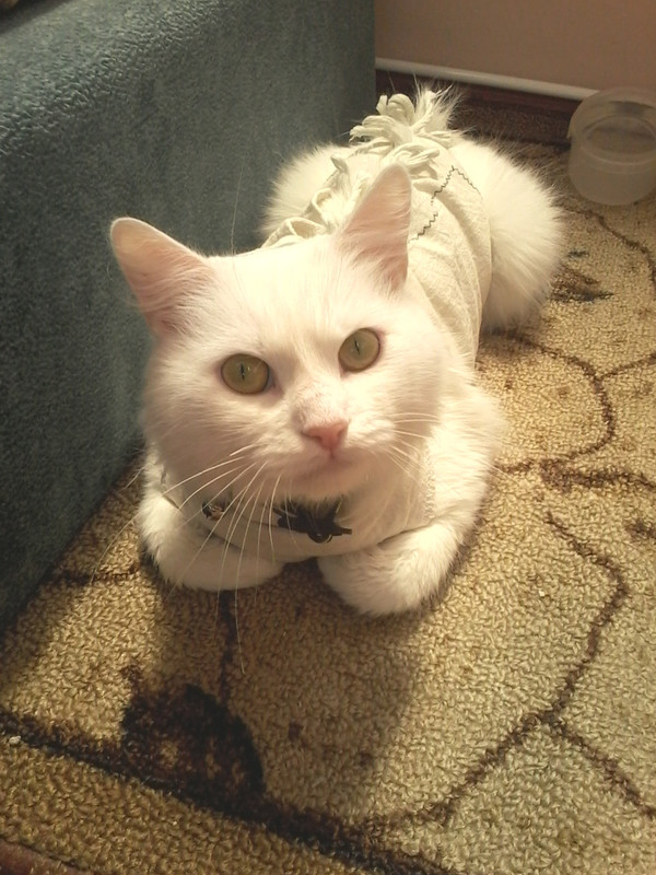 Находка посте стерил1