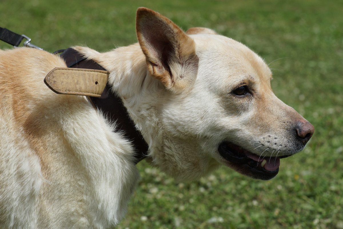 БорисовСобачка (1)