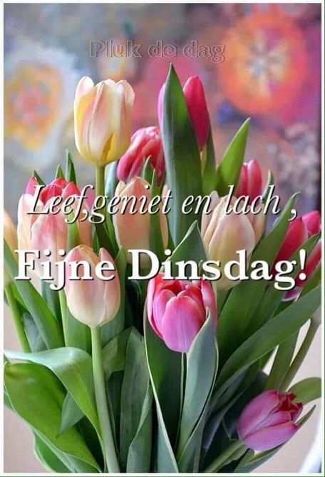 Dinsdag-tulpen