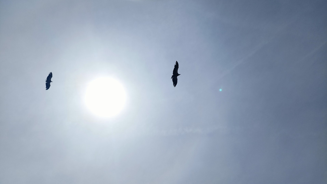 IMG20250804124239 (Large)