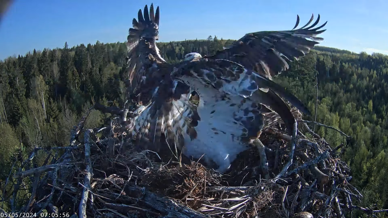 Kalakotkas2__Pandion haliaetus 11-35-58 screenshot (1)