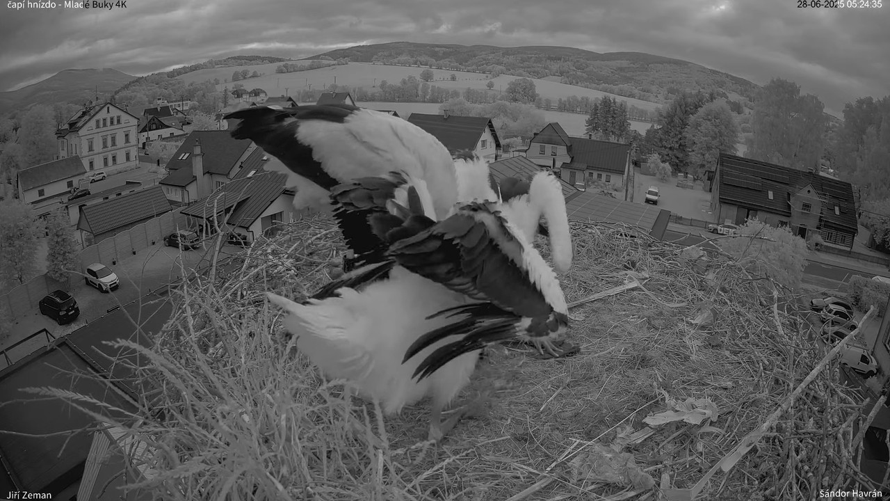 Živá kamera - Mladé Buky - čapí hnízdo 4K 7-56-45 screenshot