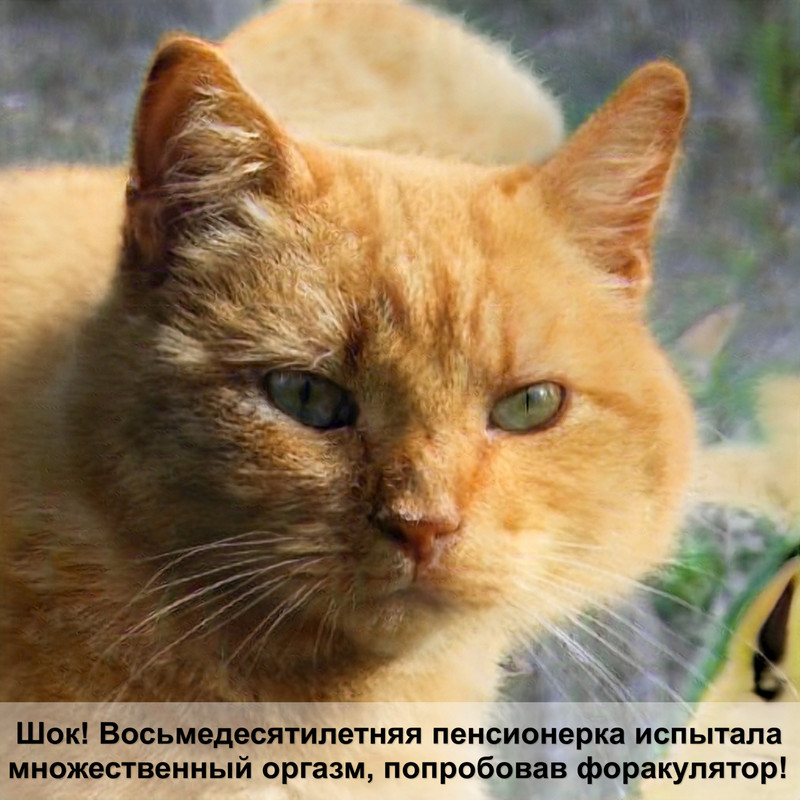 редкий окрас бенгальской кошки