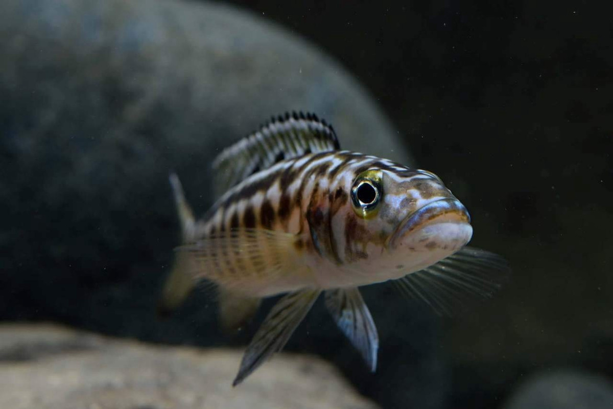 3C050808-09DB-4960-9638-1EAA8C6803CA