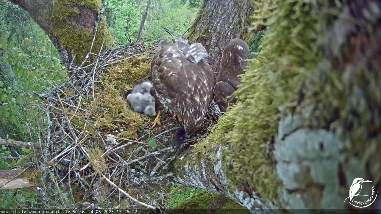 Melnās klijas (Milvus migrans) Kurzemē_ peļu klijāni (Buteo buteo) 12-4-2 screenshot