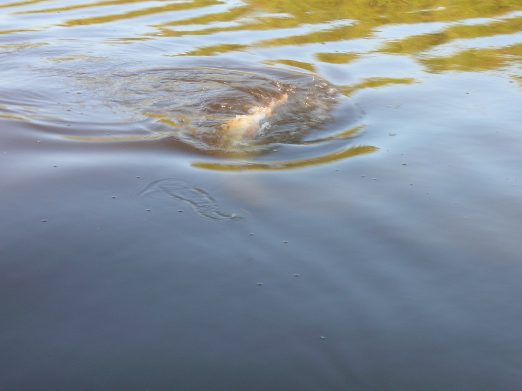 DSCN2191 джиг спиннинг