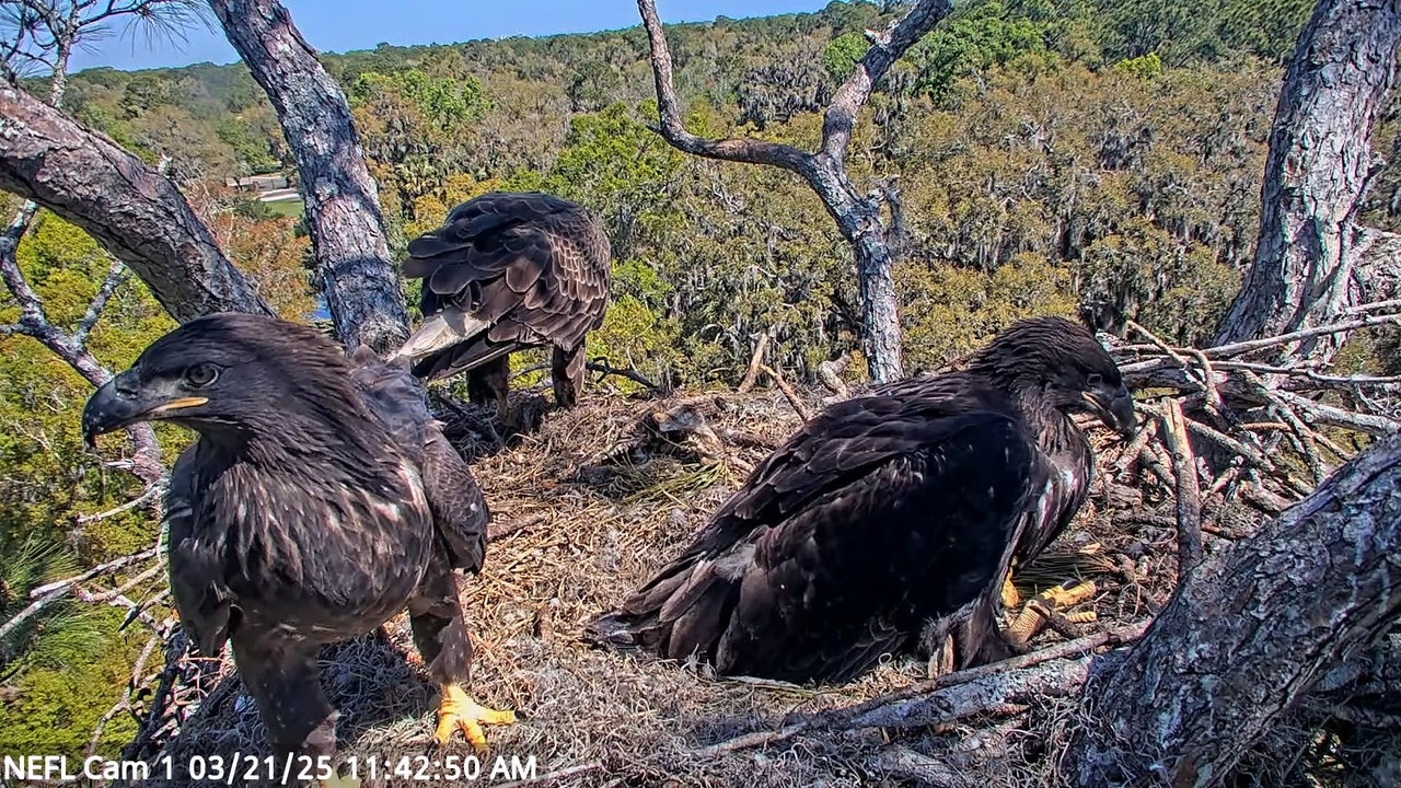 NEFL Cam 1 — tiešraidē Bald Eagle Cam 14-41-43 screenshot