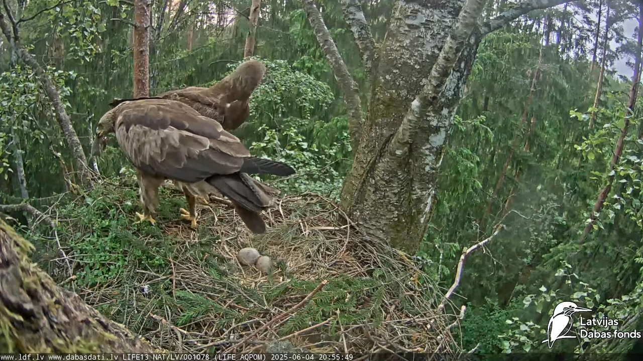 Mazais ērglis (Clanga pomarina), ligzda bērzā 15-42-34 screenshot