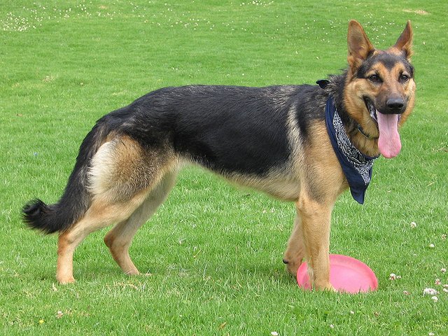 Afbeelding