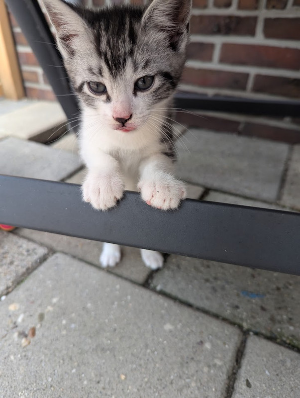 gizmo1.jpg