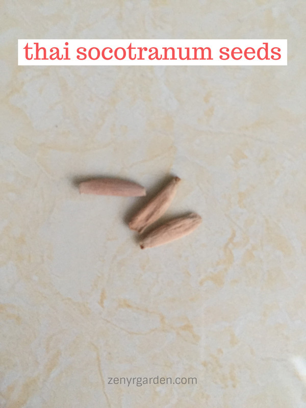 thai-soco-seeds.jpg
