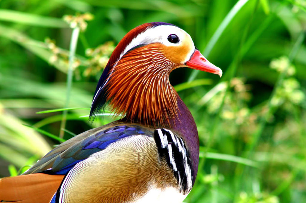 Most Colourful Bird In The World