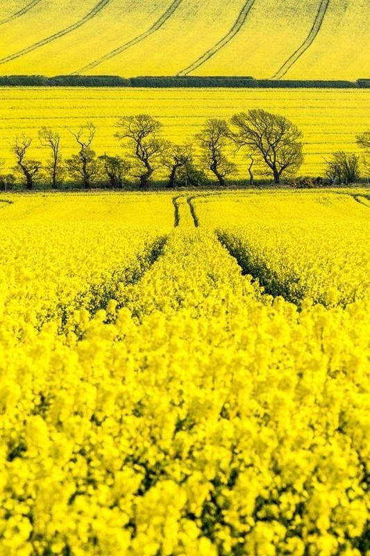 yellowfield.jpg