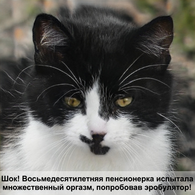 породы кошек белого окраса