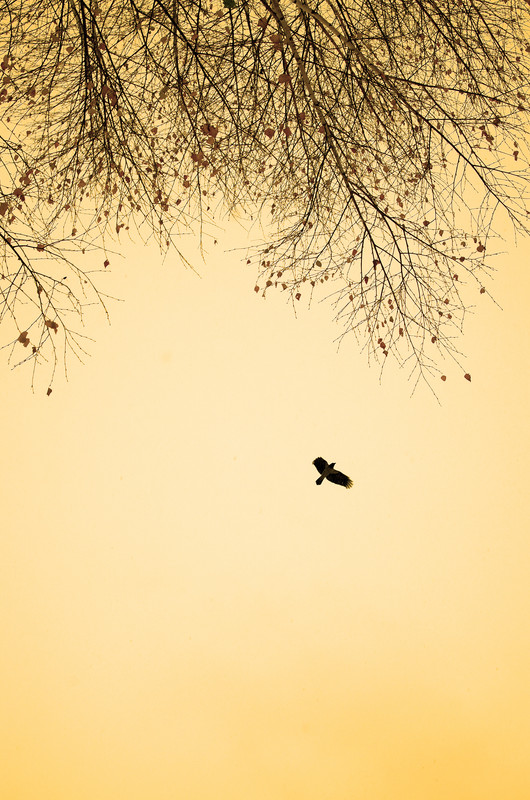 IMGP5983 - копия - копия