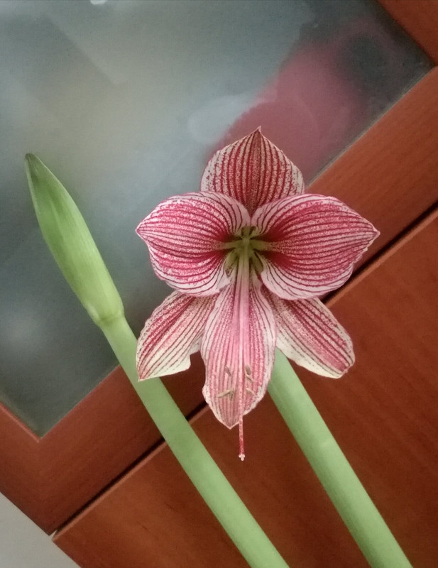 exotic star