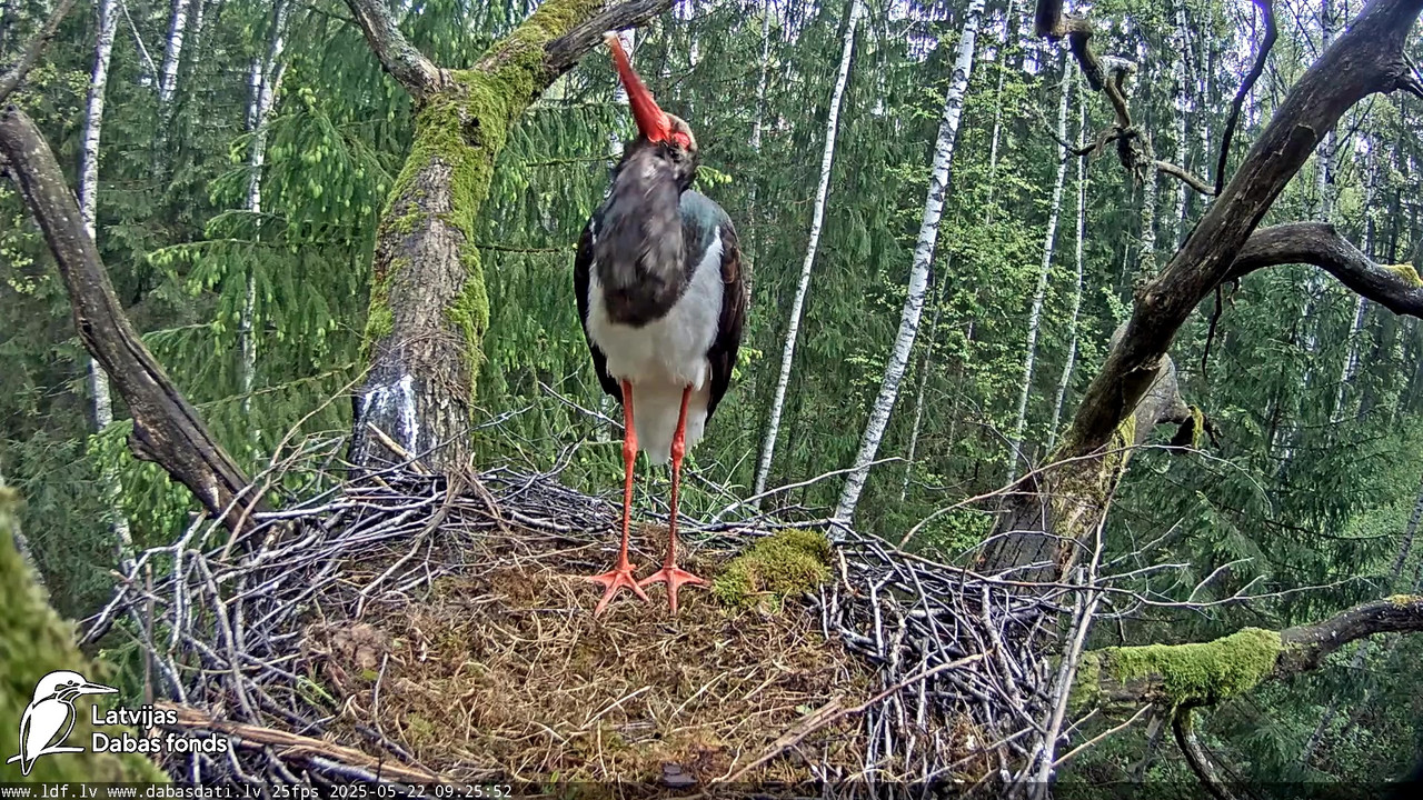 vlcsnap-2025-05-22-08h29m31s956