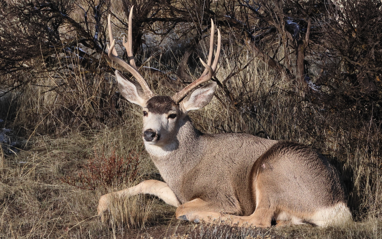 A New Backyard Buck! - 24hourcampfire