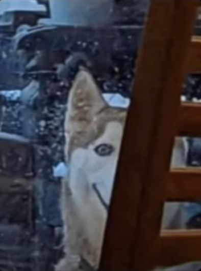 Smiledog.png