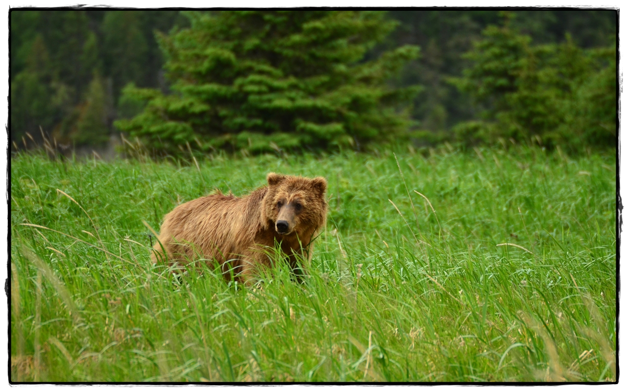 19 de junio. Osos a porrón en Lake Clark National Park - Alaska por tierra, mar y aire (4)