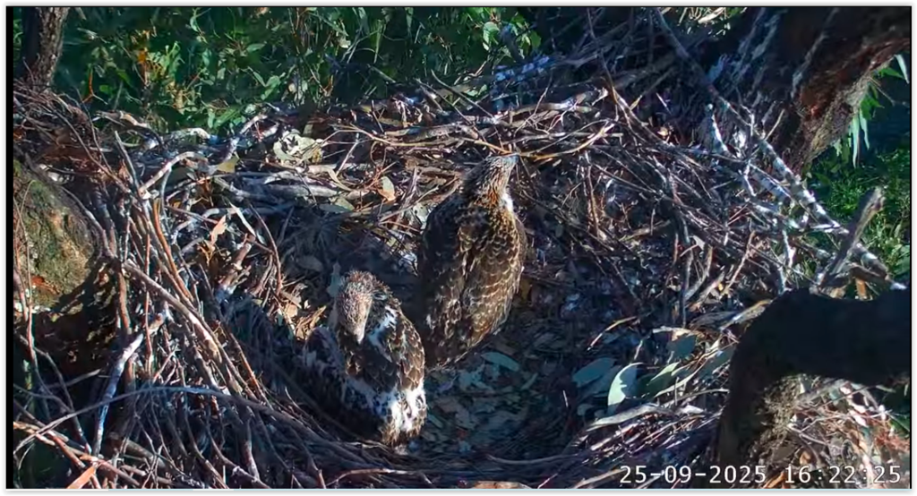 Screen Shot 09-25-25 at 08.23 AM