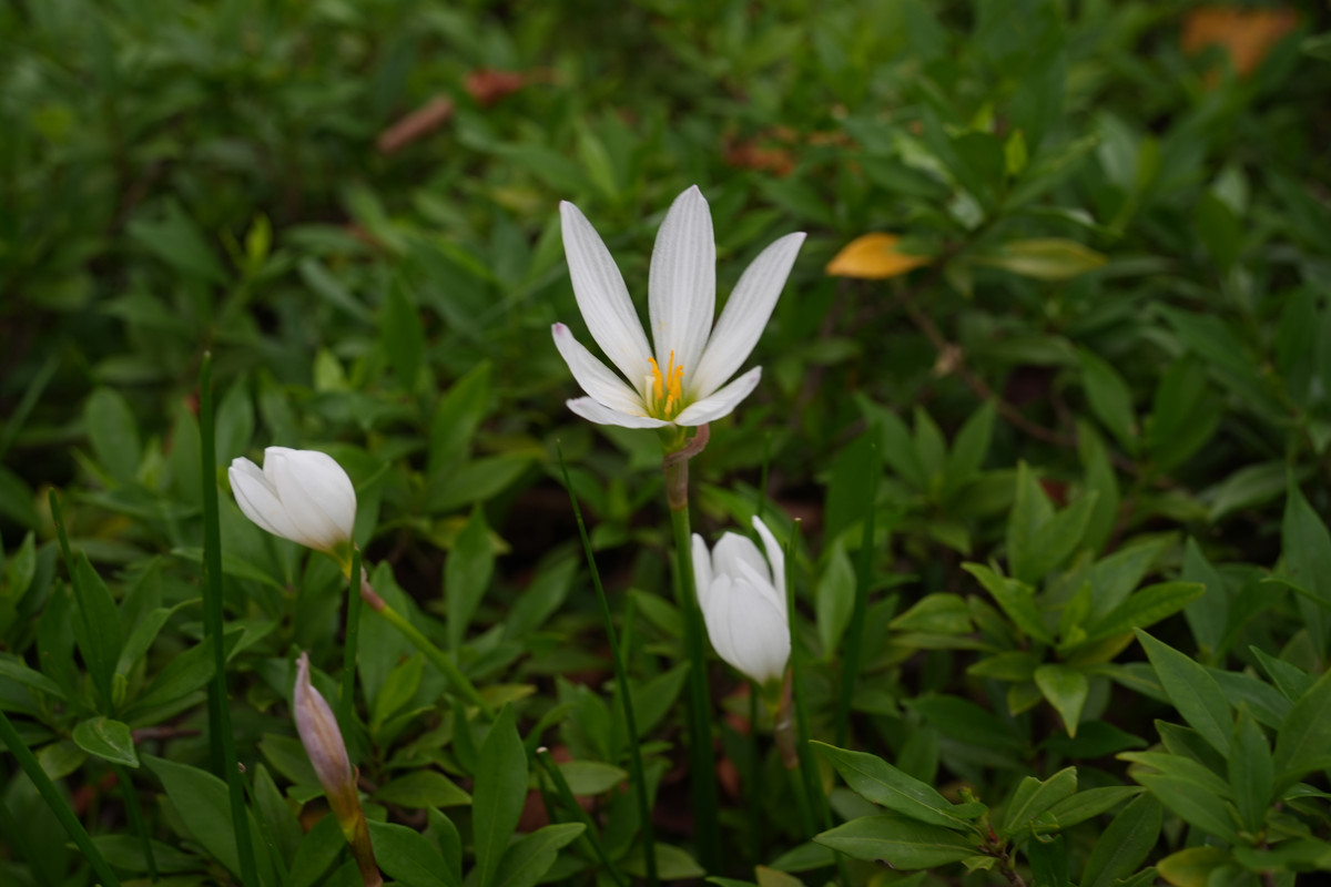 DSC04868