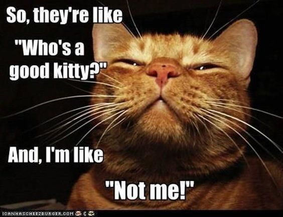 Cat Humor #8