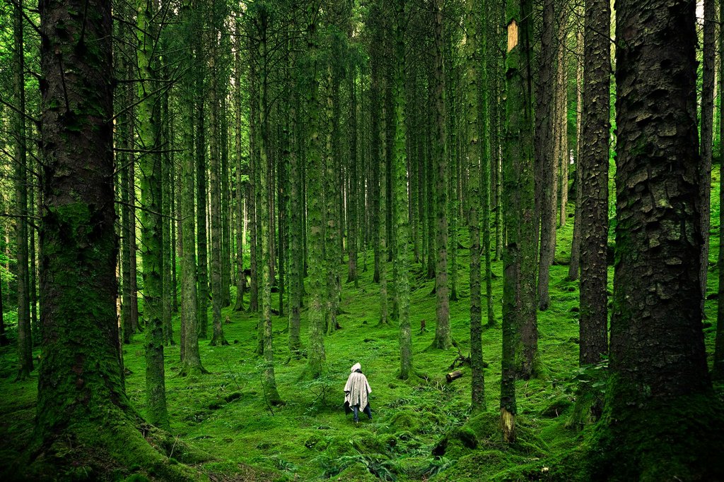 green-forest.jpg