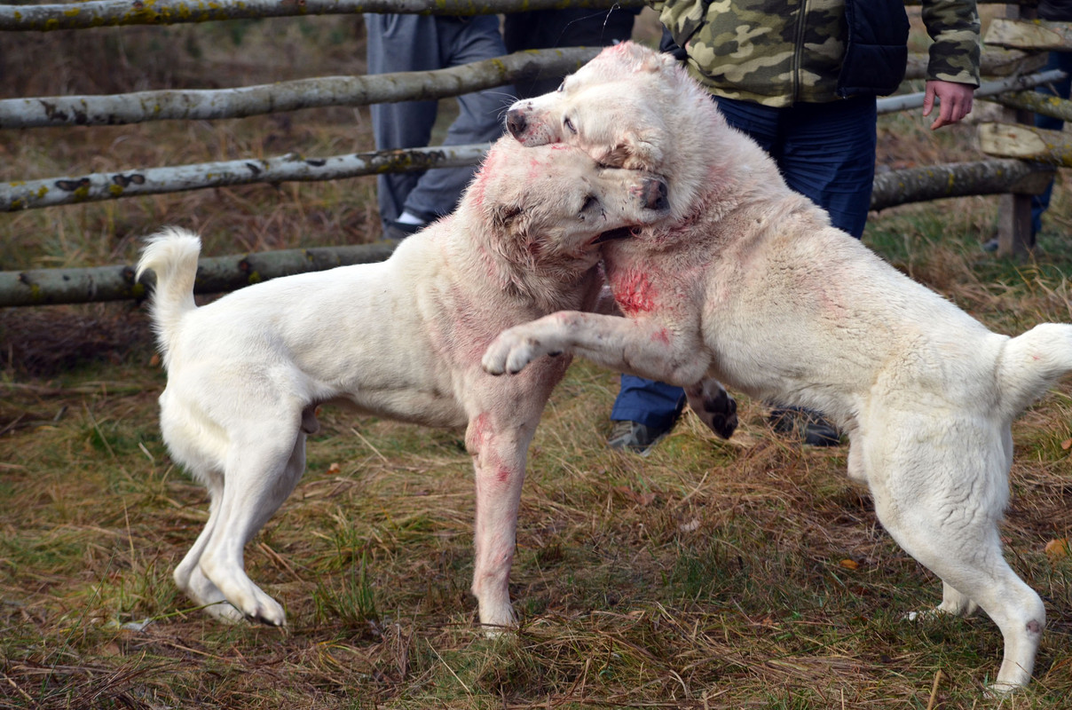 Самурыч-Уран (10)