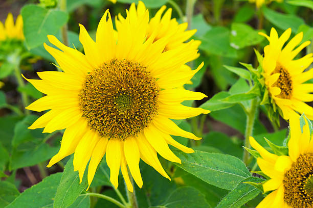 pacino gold sunflower in summer