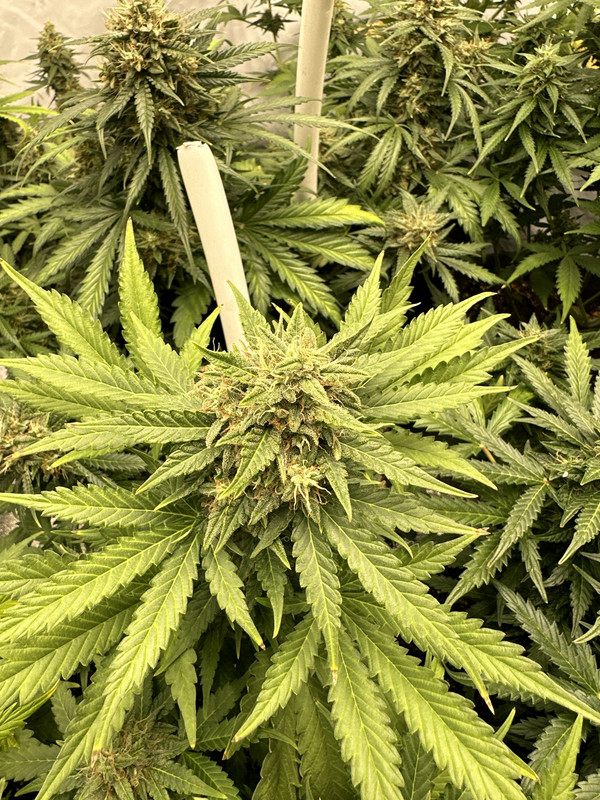 ECE035CC-435D-4EE2-8B2B-BEFBA0F80DAA