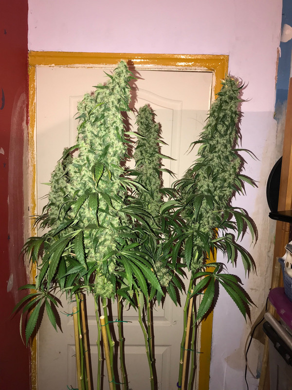 E689893A-3EE1-43E6-84C9-FE67741DD01B