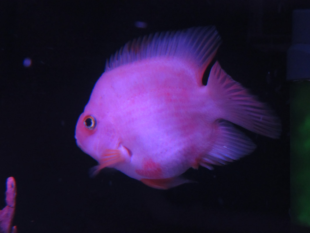 IMG 0635 — Postimages