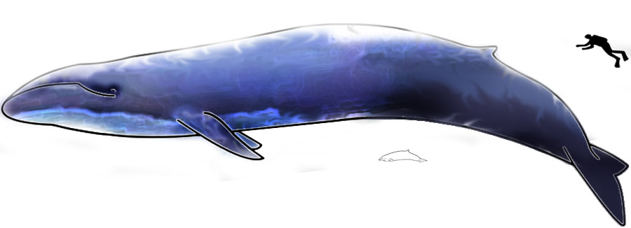 20 dólares y 5 dólares de las Islas Cook. Isabel II. Islas Cook. Mayer's Mint. 2017. 100 años de la muerte del conde Zeppelin. Image-Blue-Whale-and-Hector-Dolphine-Colored