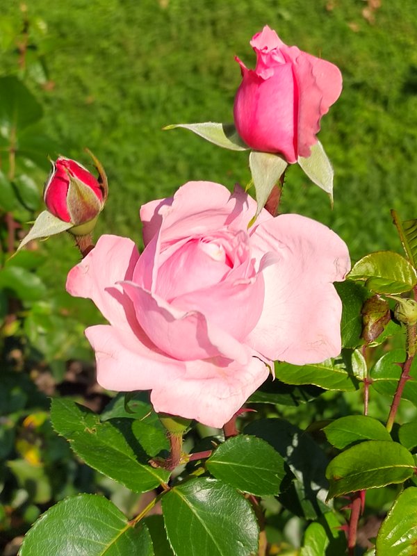 https://i.postimg.cc/RZNb6sJr/019-IMG-20240918-115354.jpg