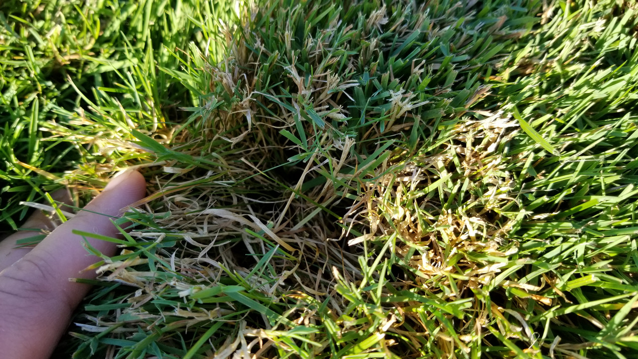 Grass not coming back after summer dormancy. Photos posted, ID please