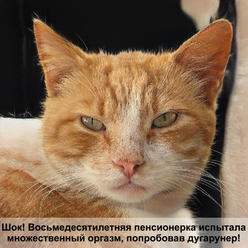 полосатая кошка