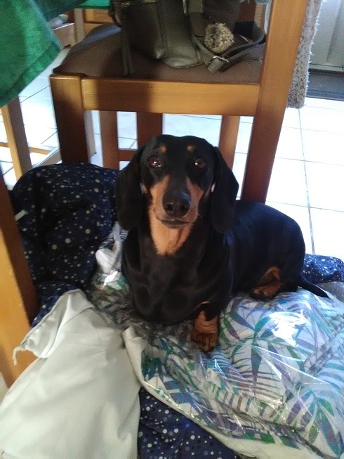 [Image: Doudoune.jpg]