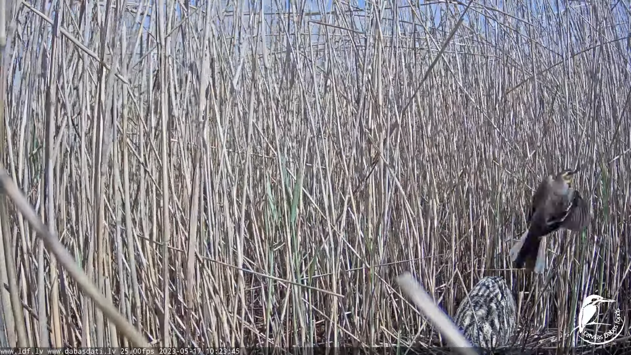 Lielais dumpis (Botaurus stellaris) Engurē - LDF tiešraide 11-57-40 screenshot (1)