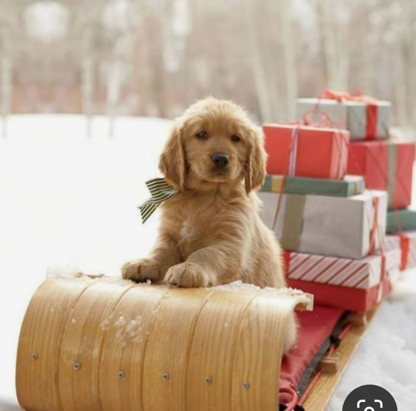 Screenshot_20231206_202923_Pinterest