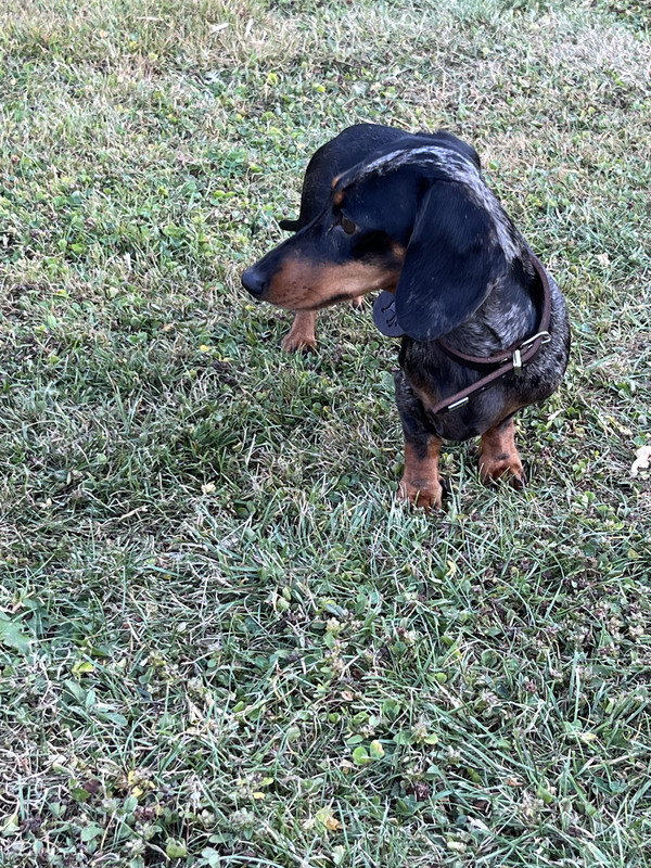 [Image: 8-A87-D8-A3-BCD6-4484-8-AAA-F2-ADE797-AC4-B.jpg]