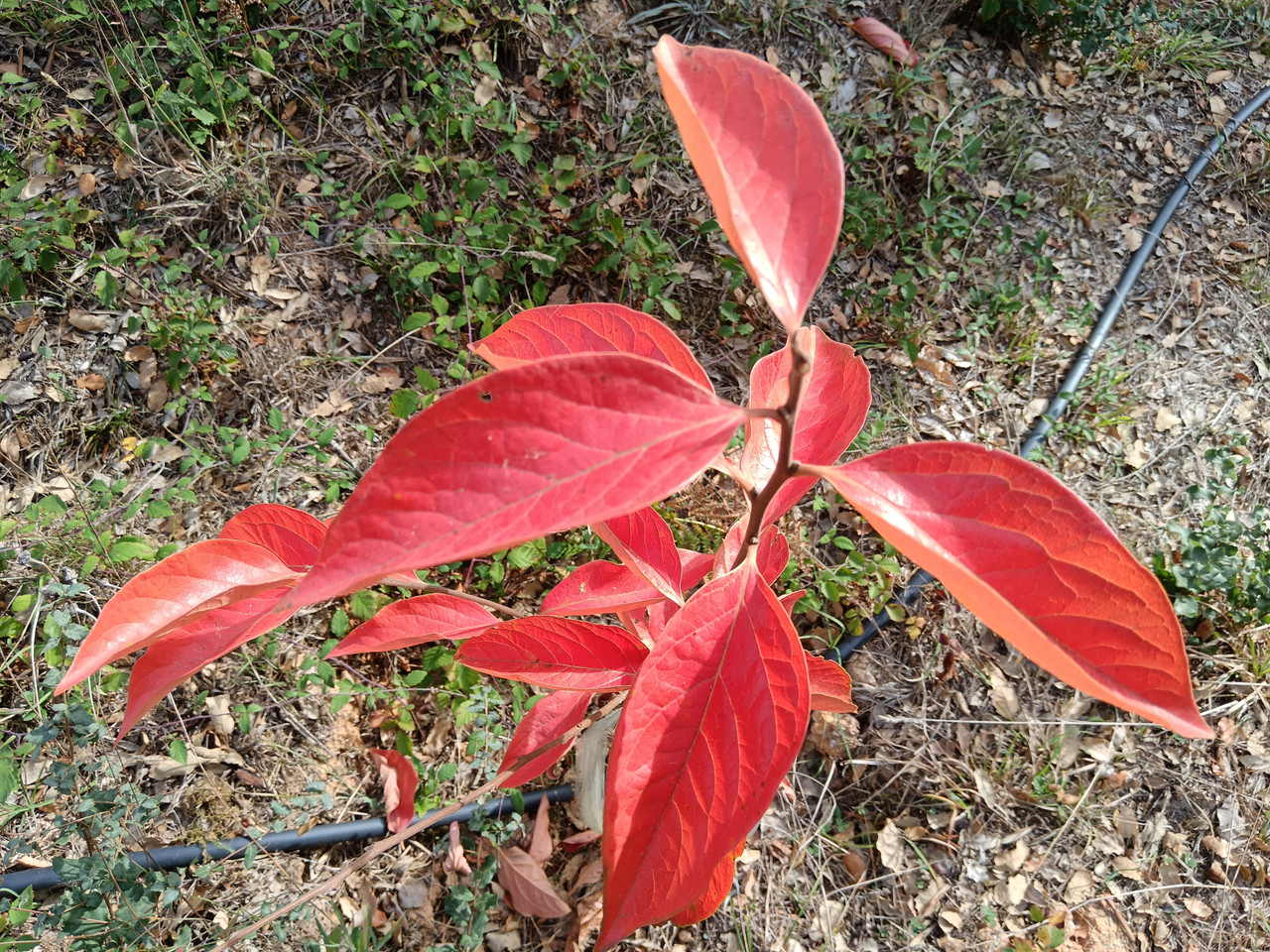 IMG 20261020 114606