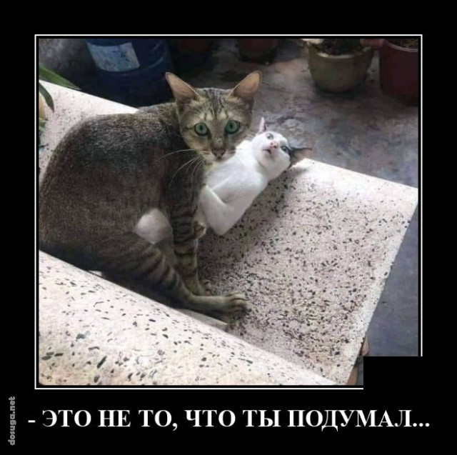 https://i.postimg.cc/RZRDJ71g/dosuga-net-demotivator-33.jpg