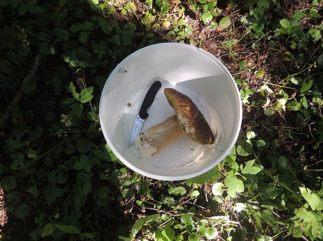 первый гриб с Норой и Назаром