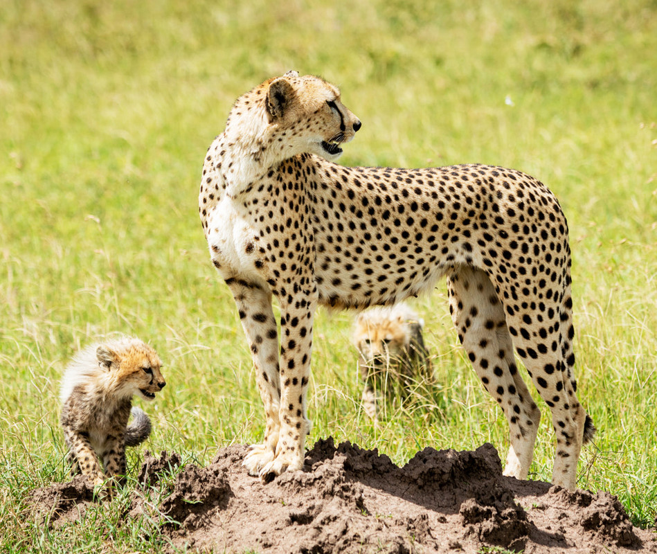 Africa 4K | Where Life Runs Wild | Cinematic Nature Relaxation