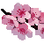 [Image: 1sakuraki.gif]