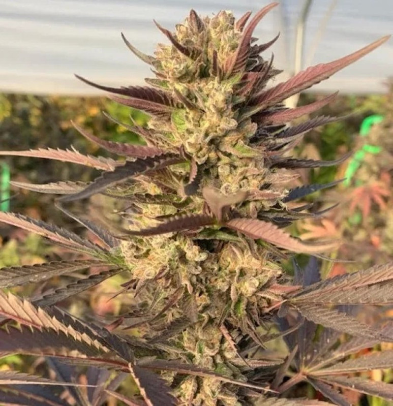 White Whale strain
