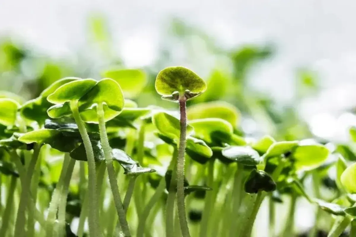 Basil Microgreens