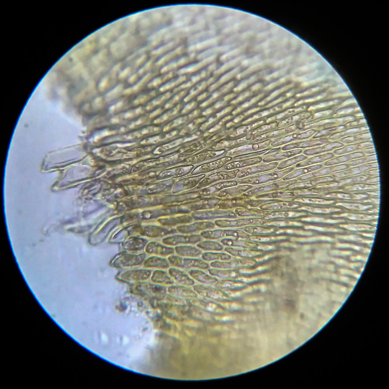 IMG 20250614 203833 HDR